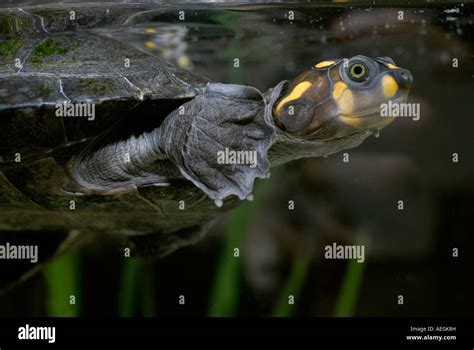 Yellow Spotted River Turtle Podocnemis Unifilis Stock Photo Alamy