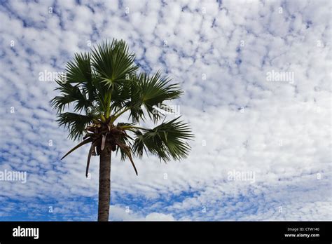 Photo Of Sugar Palm Tree Stock Photo Alamy