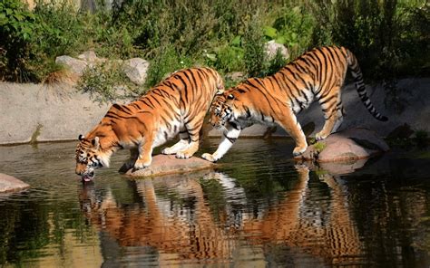 Water Cat Animal Themes Drinking Tigers Outdoors Animal Big Cat