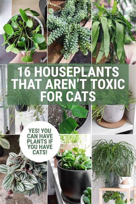 16 Non Toxic Plants For Cats To Add To Your Houseplant Collection Now