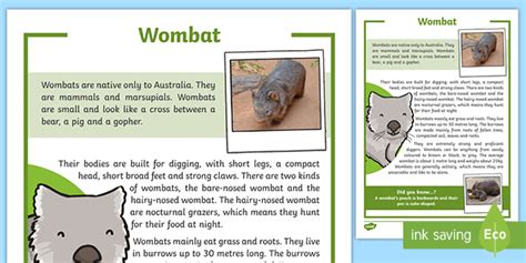 Wombat Facts For Kids