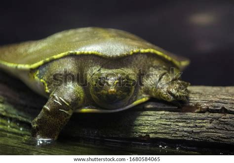 Spiny Softshell Turtle Apalone Spinifera Stock Photo