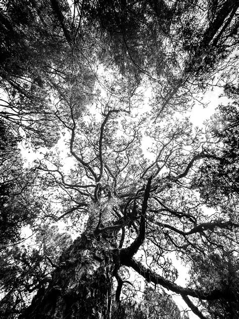 Trees Black And White Forest Landscape Photography Poster By