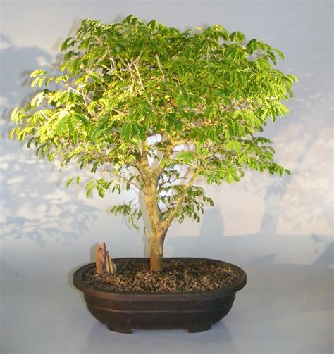 There are two types of pruning: Flowering Brazilian Raintree Bonsai Tree(pithecellobium ...
