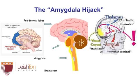 The Amygdala Hijack And How To Regulate It Youtube