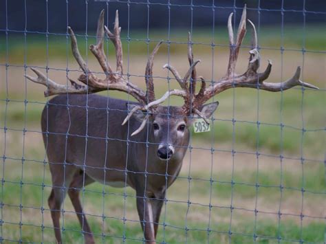 M3 Whitetailsroom In The Breeding Pens For These Guys Deer Breeder