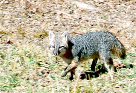 Grey Foxes In Arkansas The Free Weekly