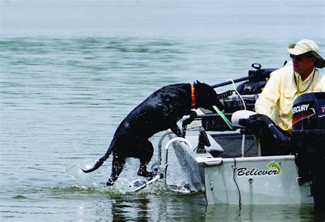 The only downside is some dogs may not like. Dog Boarding Ladder - Drifter Marine