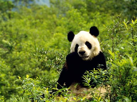 Where Do Pandas Live Facts About The Habitat Of Pandas