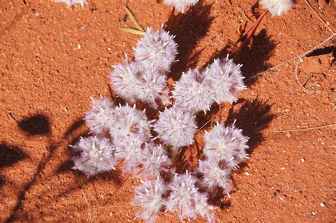 The Australian Desert Blooms Australian Desert Bloom Flowers