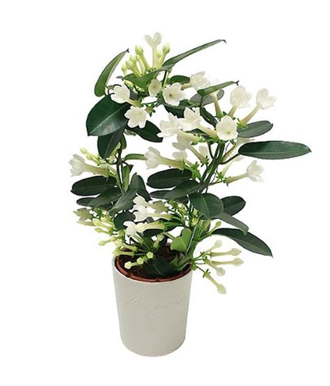 White Stephanotis Plant