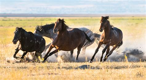 Wild Horses Fighting Onaqui Herd Photography Of Wild Horses