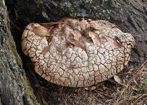 Elevation of Whisperwood, Flat Rock Rd, Columbus, GA, USA - Topographic