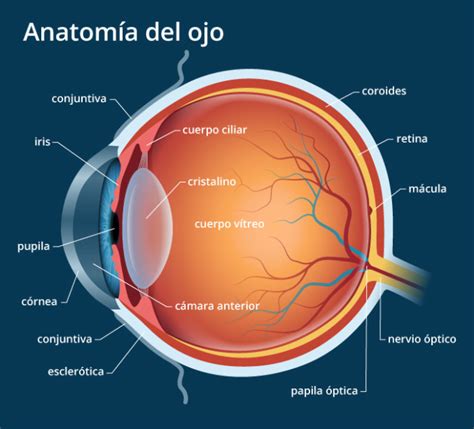 Anatomía Del Ojo Humano All About Vision