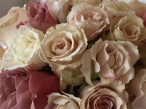 Romantic Vintage Roses Blush Pink Wedding Flowers Pink Wedding