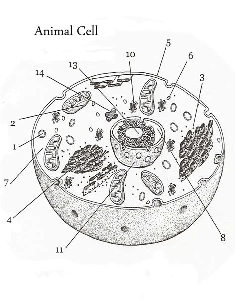 What Color Is An Animal Cell Animal Cell Diagram School Science