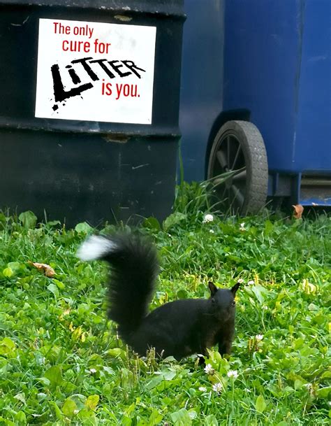 Spotted A Black Squirrel With White Tipped Tail At The Waterloo Park
