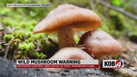 Experts Warns Of Poisonous Mushrooms Following Extra Moisture From