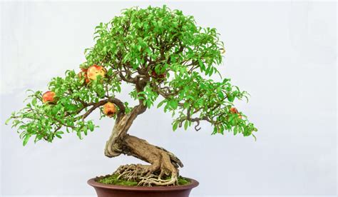 Bonsai Plants How To Make And Maintain Them