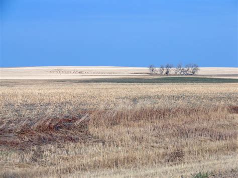Characteristics of the grasslands include mixed prairie and chalky. Panoramio - Photo of Buffalo Gap National Grassland