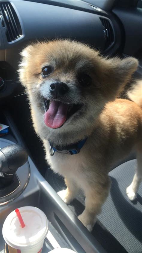 Answer a few quick questions to see your perfect matches on petfinder. Lost, Missing Dog - Pomeranian - Live Oak, FL, USA 32060 ...