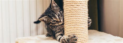 Easy Diy Cat Scratching Post Ideas Hills Pet