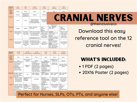 Cranial Nerves Reference Sheet Table Study Guide Perfect For Etsy
