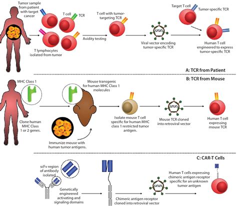 Automation Of Car T Cell Adoptive Immunotherapy Bioprocessing