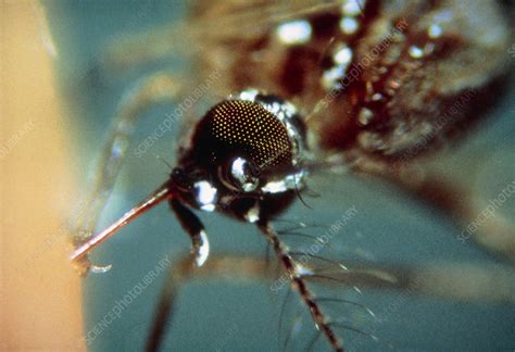 Female Mosquito Aedes Aegypti Stock Image Z3410108 Science