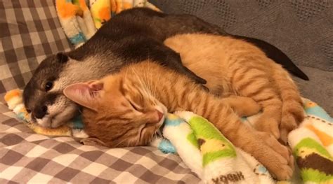 Cute Video Of Otter Hugging A Cat While Sleeping Is Going Viral Check