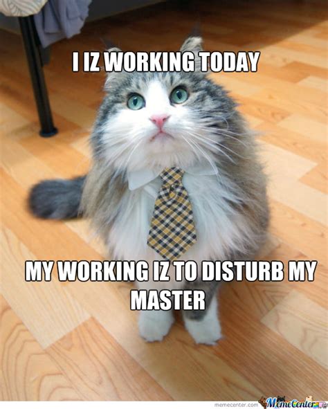 Let's check out the top 50 cat memes to find the answer! Working Cat by credok - Meme Center