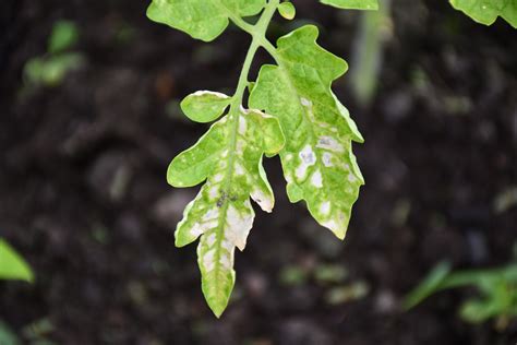 18 Tomato Plants With White Spots On Leaves Shailimahrosh