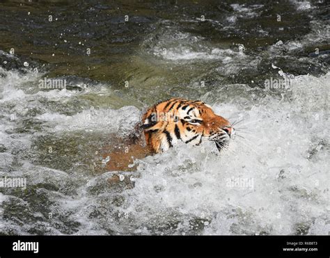 Siberian Amur Tiger Swimming In Water Stock Photo Alamy