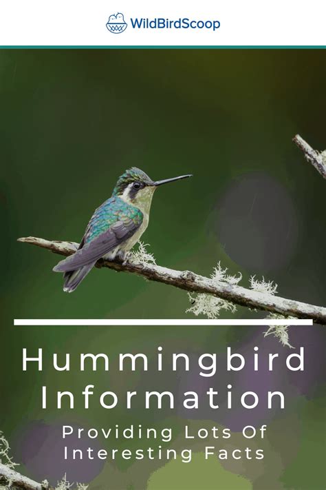Hummingbird Facts For Birding Enthusiasts