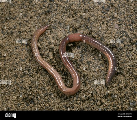 Earthworm Or Nightcrawlers Lumbricus Terrestris Showing Clitellum