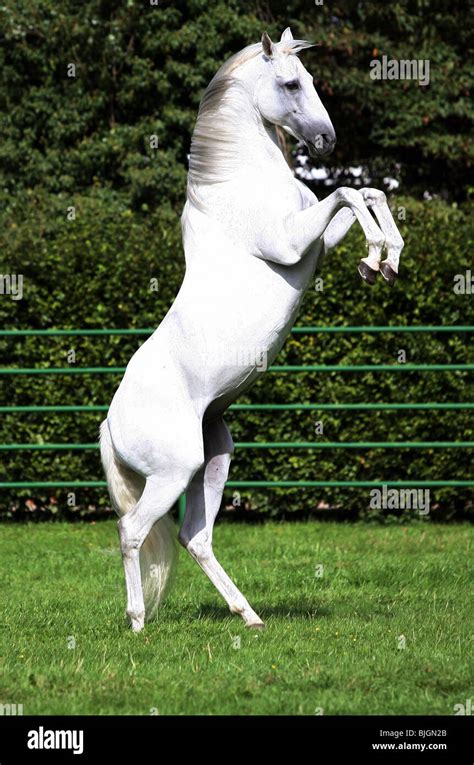 White Horse Rearing High Resolution Stock Photography And Images Alamy