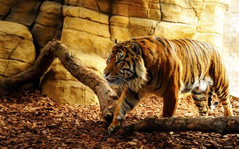 We present you our collection of desktop wallpaper theme: cool tiger backgrounds - HD Desktop Wallpapers | 4k HD