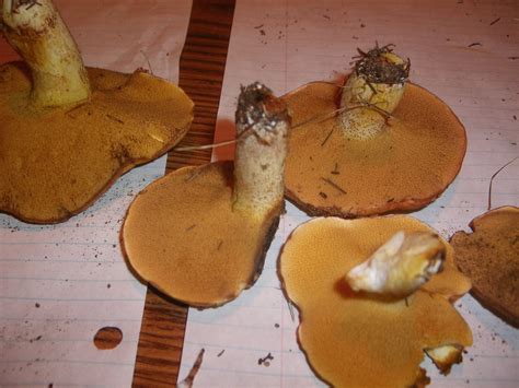 Edible Boletes Mushroom Hunting And Identification