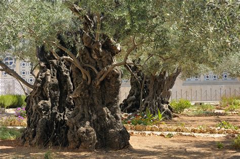 How Old Are The Olive Trees In The Garden Of Gethsemane — Ray Downing