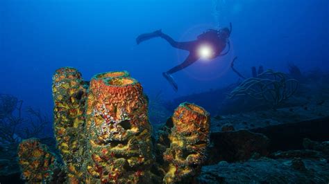 Tripadvisor St John Forum