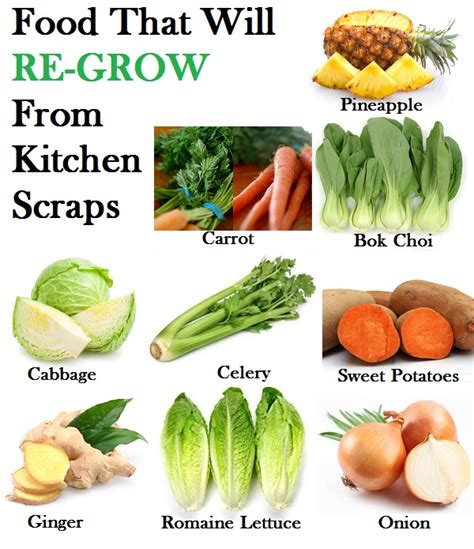 16 Kitchen Scraps That You Can Re Grow