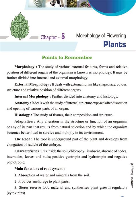 Morphology Of Flowering Plants Cbse Notes For Class 11 Biology Vrogue