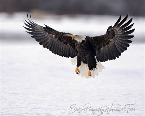 Eagle Landing With Wings Outstretched Shetzers Photography
