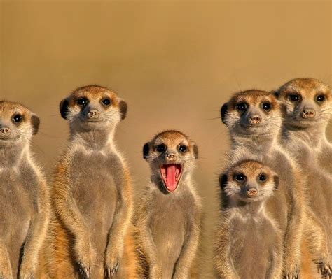 Meerkat Cousins Bing Wallpaper Download