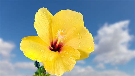 Download Wallpaper 3840x2160 Hibiscus Petals Drops Flower Yellow