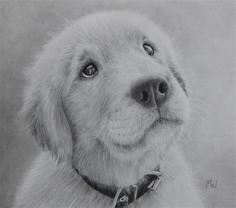 The Pensive Puppy Pencil Drawing Of A Golden Retriever