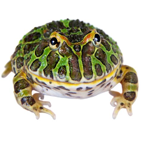 The pacman frog is a relatively common frog in the pet trade. Pacman Frogs for Sale | Ceratophrys cranwelli | Petco