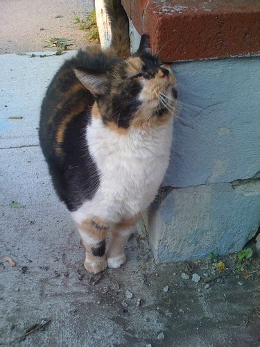 My Neighborhood Calico Cat Is Pregnant Seen On My Last Flickr