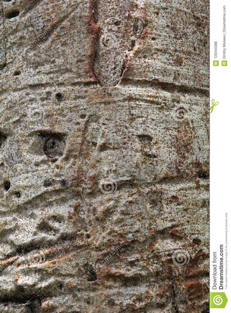 Beautiful Bark Of The Baobab Tree Stock Photo Image Of Grey Exotic