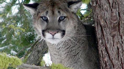 Cougar Reported In Richland Near Leslie Groves Park Tri City Herald